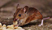 24 Hour & Emergency Exterminators in Everett, PA